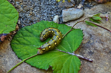 Low angle side view of spurge hawk-moth caterpillar (Hyles euphorbiae)