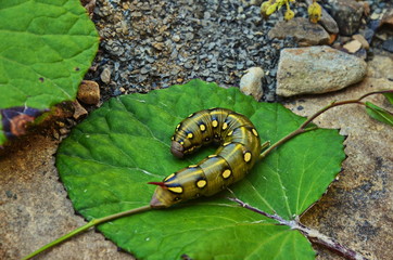 Low angle side view of spurge hawk-moth caterpillar (Hyles euphorbiae)
