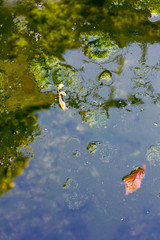 Texture with slime on a pond in the countryside