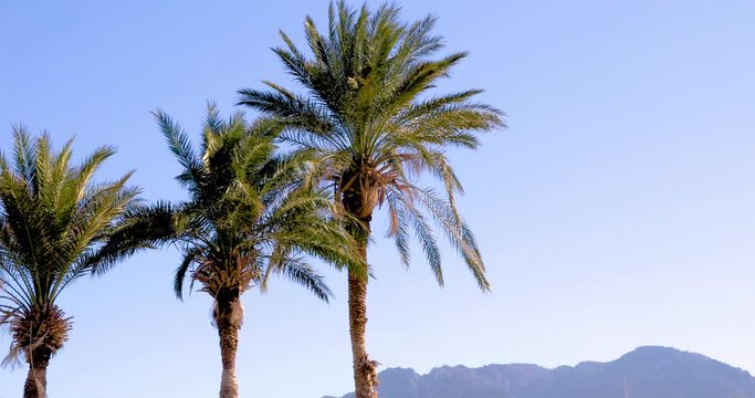 Group of three beautiful data palm trees with the fronds blowing in the wind. The blue sky and Kyrenia mountains of the island of Cyprus in the background.