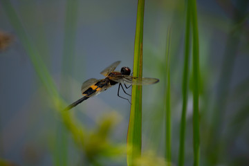 Macro Yellow-striped Flutterer resting on blade of grass