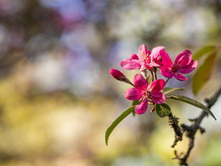 Pink flowers of blooming tree in spring background
