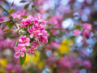 Pink flowers of blooming tree in spring background