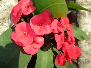 Red flower in the yard