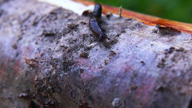 Close up of black slug (Arion ater), also known as black arion, European black slug, or large black slug, sitting on a fench in the garden