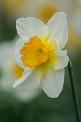 Daffodil closeup