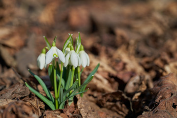 Flowering plant Galanthus nivalis in the forest. Known as snowdrop or common snowdrop. Sunny day.
