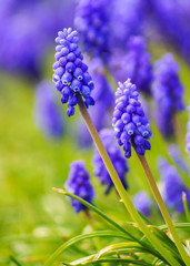 Close up of Grape Hyacinths in a sunny day