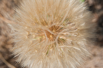 dandelion on green background