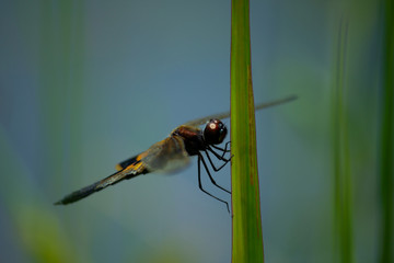 Macro Closeup Yellow-striped Flutterer resting on blade of grass