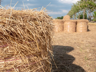 a close up of rice straw with a pile of straw bales in the background