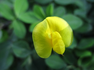 cute little yellow flowers
