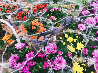  Bright flowers in flowerpots. Gift for March 8