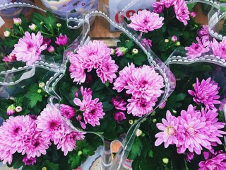  Bright pink flowers in flowerpots. Gift for March 8