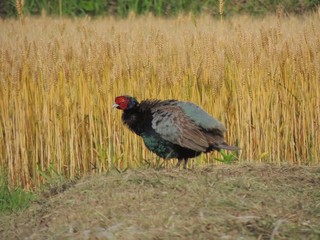 麦畑の雉