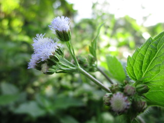 stemmed wild white flowers