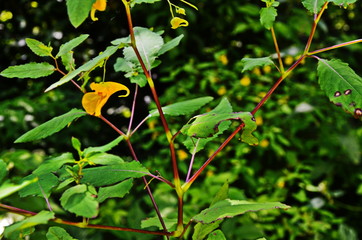 Impatiens noli-tangere - wild plant. Plant blooming in summer.