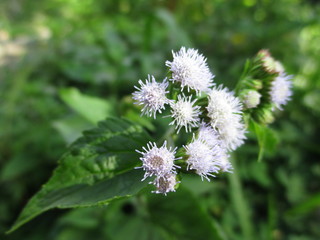 wild white flowers grow on the lawn