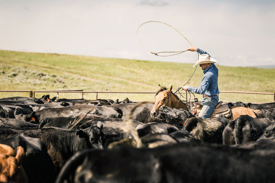 Cowboy riding his horse with lasso during a branding. Cody, Wyoming, USA