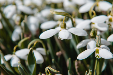 snowdrops, beautiful spring flowers of white color close-up. delicate white snowdrops. first spring flowers