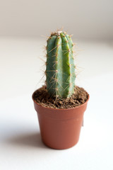 green cactus in brown pot on white background
