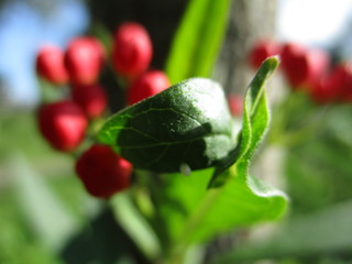 green leaf with a red background