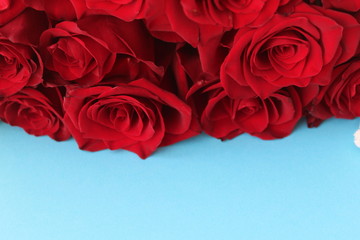 Blooming rose, blooming flowers and Valentine's Day, March 8 this concept is a luxurious bouquet of red roses on a blue background