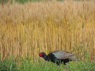 雉と麦