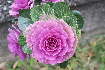 ハボタン　プラチナケール