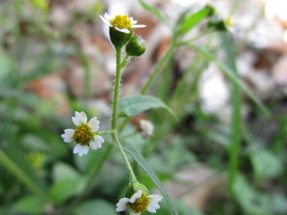 wild flowers that thrive in the yard