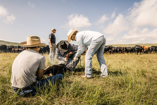 Cowboys pinning down a calf while it is being branded. Cody, Wyoming, USA
