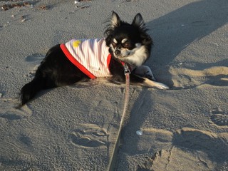 りんちゃん2016-6