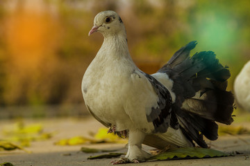 pigeons on white background