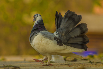 two pigeons on fence