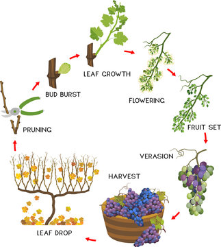 Annual Growth Life Cycle Of Grapevine Isolated On White Background. Grapevine Development And Ripening Stages