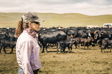 Portrait or profile of a cowgirl looking on out across the field during a branding. Cody, Wyoming, USA