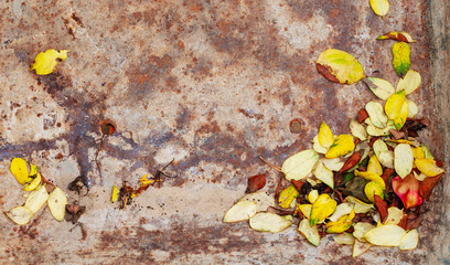 Abstract background from a rusty metal surface with yellow and red leaves with copy space. Texture for text.