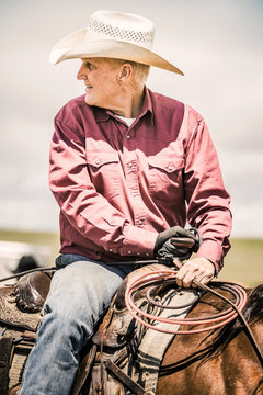 Older cowboy on his working horse with a lasso during a branding. Cody, Wyoming, USA