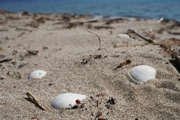 White bivalves hiding in the sand