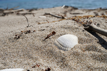 White bivalves hiding in the sand