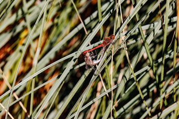 Blutrote Heidelibelle bei der Paarung in Tandemstellung
