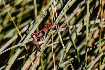 Libellen bei der Paarung im Gras