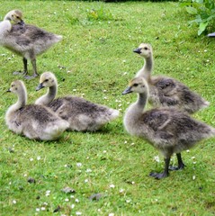 goslings