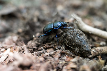 Mistkäfer am Waldboden bei der Arbeit