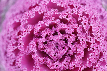 ハボタン　プラチナケール