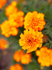 Orange flower in the park.