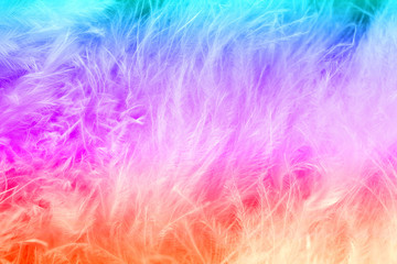 Macro of pastel bird fluffy feathers in soft color and blur style for background
