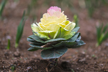 ハボタン　プラチナケール