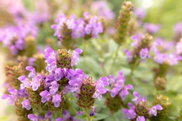 Pink flower in the park.