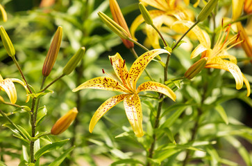 Yellow flower in the park.